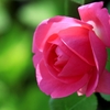 薔薇