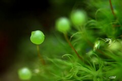 苔の世界 ２０２６－５２（タマゴケ）