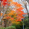 公園のモミジ