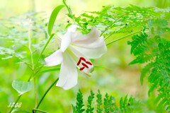 ２０２５・忘れ物