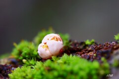 苔の世界 ２０２６－３４（落花）