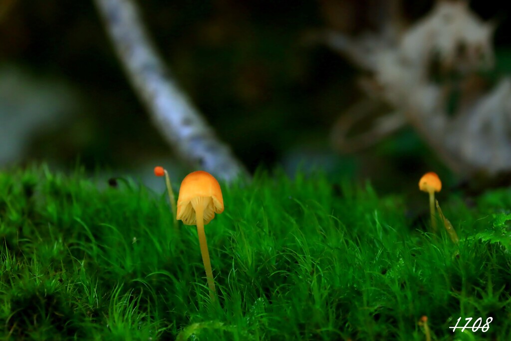 キノコ１８