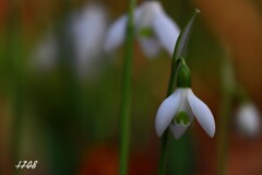 スノードロップ