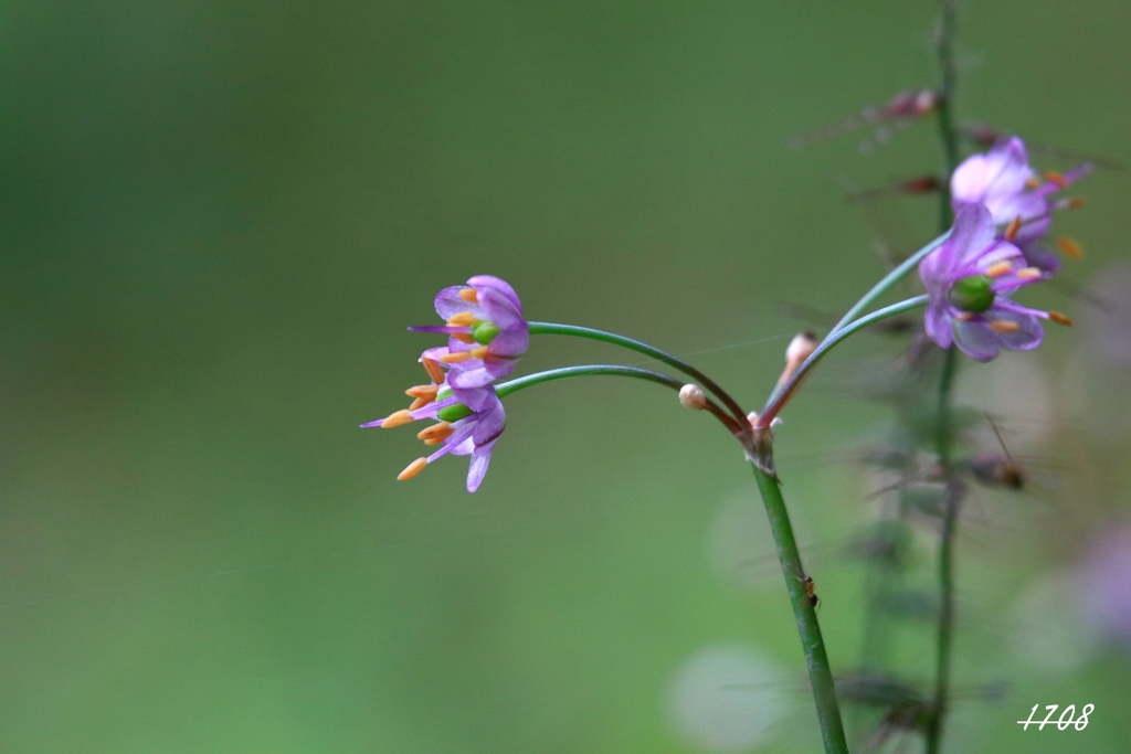 ラッキョウの花