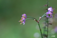 ラッキョウの花