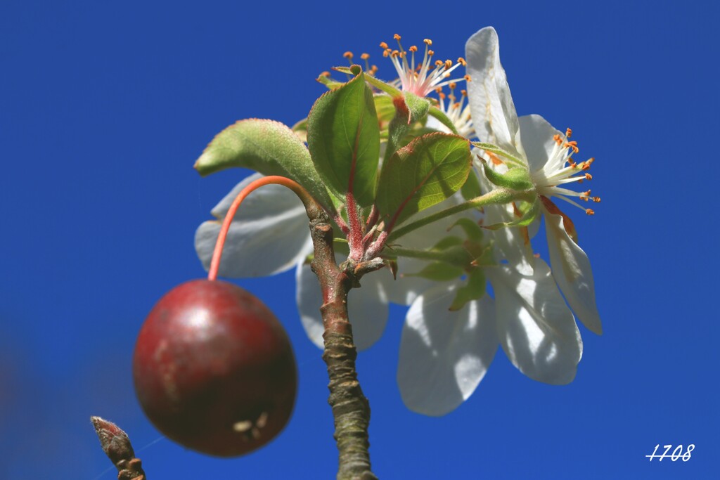 晩秋のヒメリンゴ