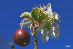 晩秋のヒメリンゴ