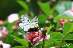 ウスバシロチョウ
