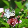 ウスバシロチョウ