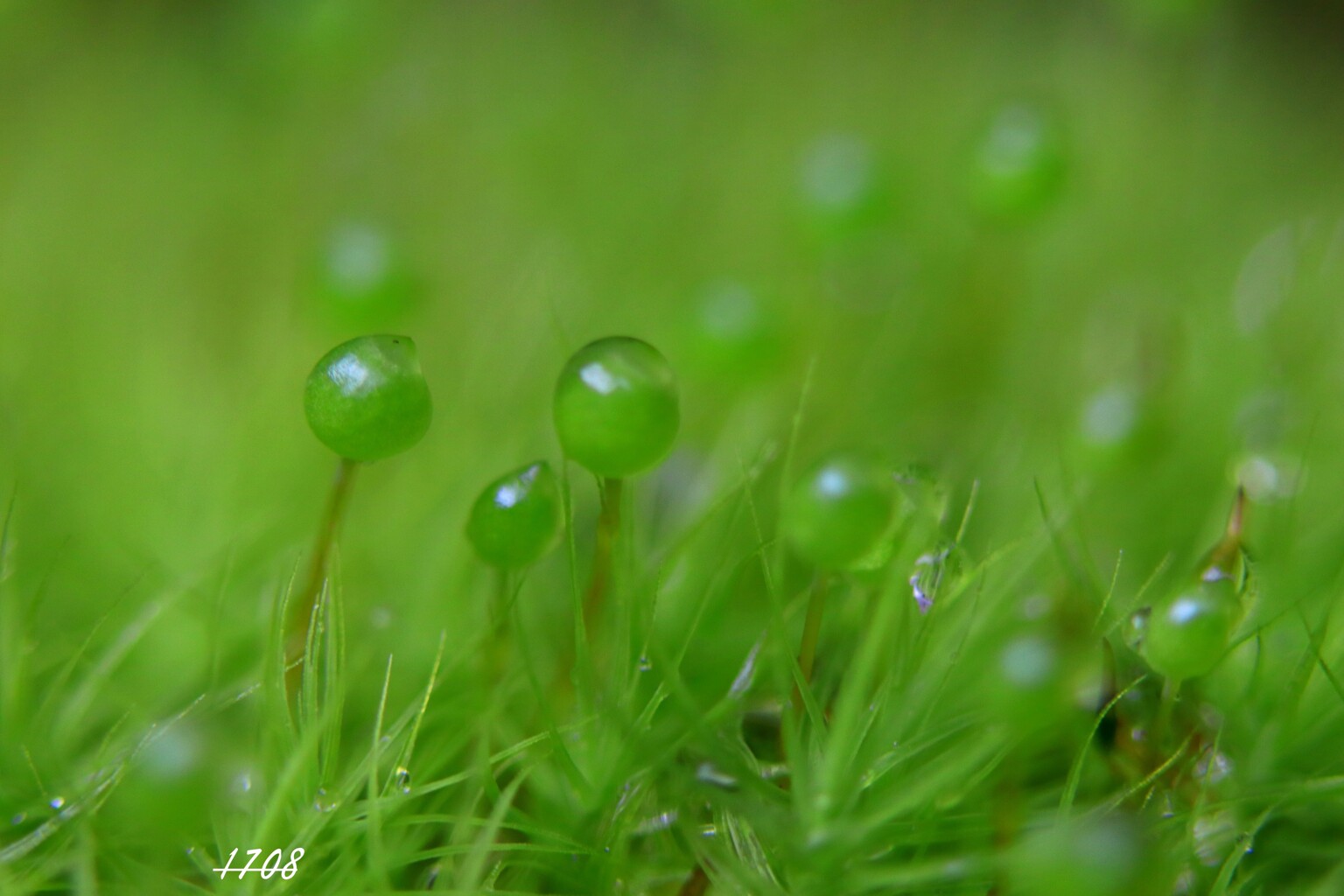 苔の世界 （タマゴケ）2024-12