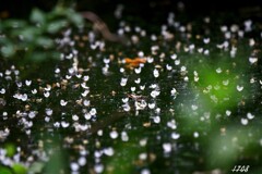 水面の小さな花