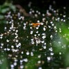水面の小さな花