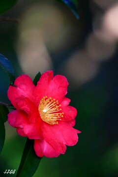 里の山茶花