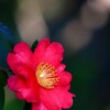 里の山茶花