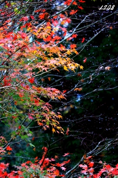 雨上がりの紅葉1/2