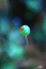 苔の世界２５－３４（目玉）