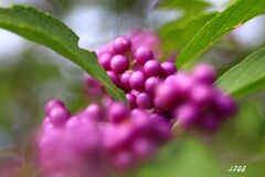 ムラサキシキブ