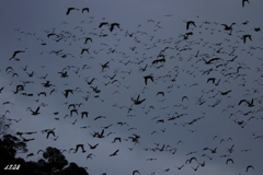 カモかもカモかもカモかもカモかもカモかもカモ・・・・・・７