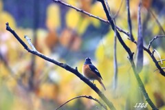紅葉をバックに