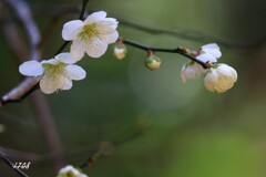 梅 2/2
