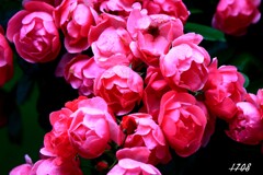 薔薇