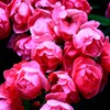 薔薇