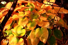 ギボウシの紅葉