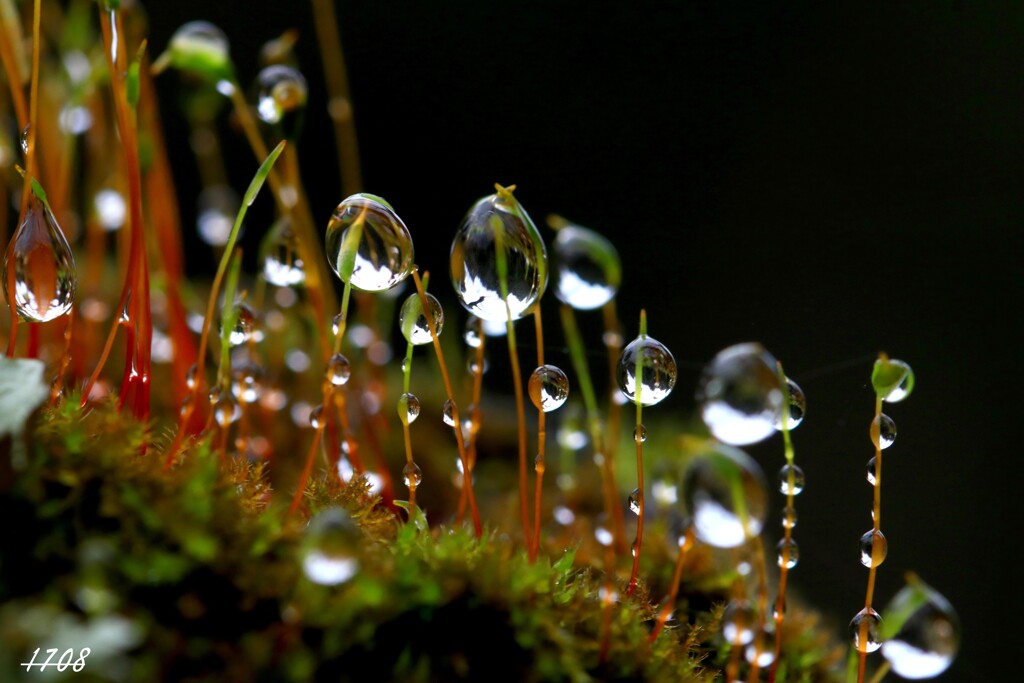苔の世界（雫） 2024-43