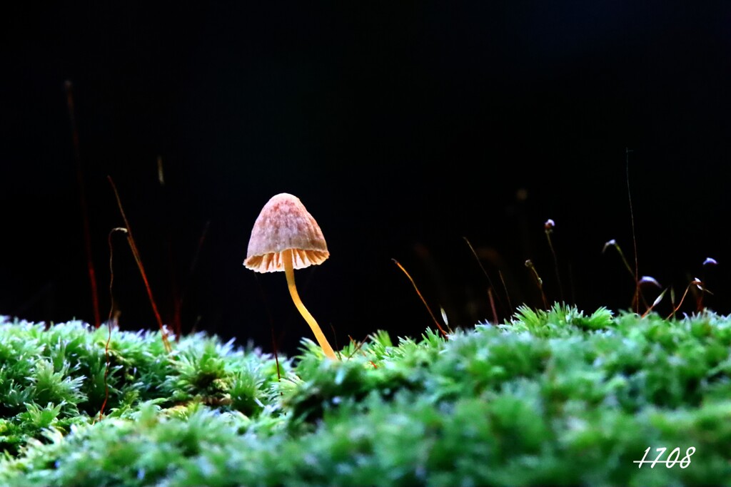 キノコ１７