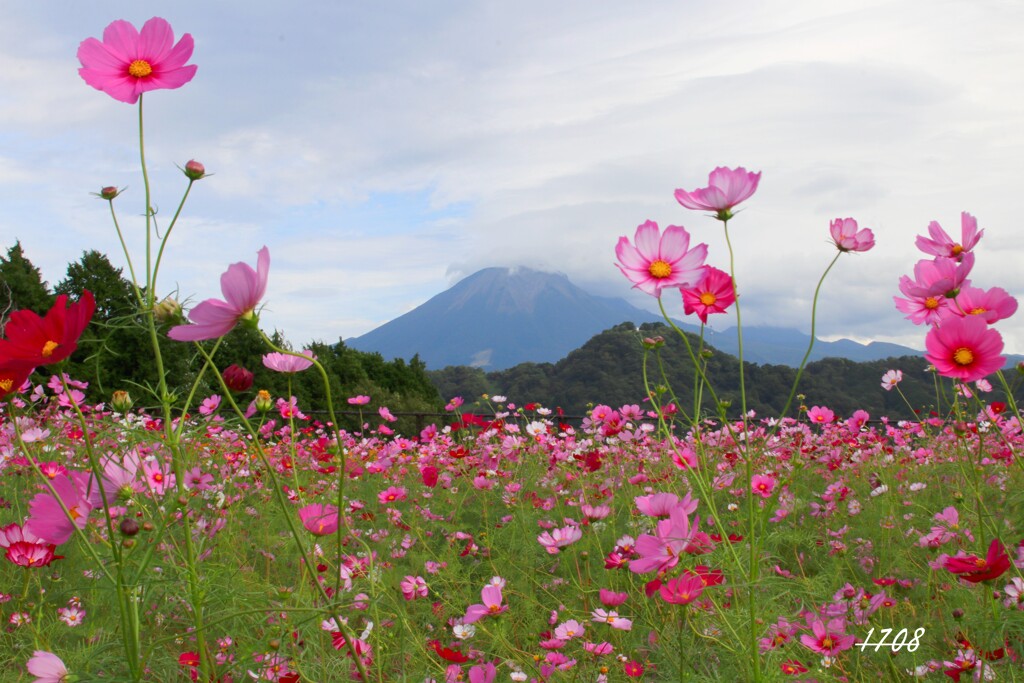 コスモスと大山