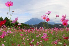 コスモスと大山