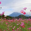 コスモスと大山