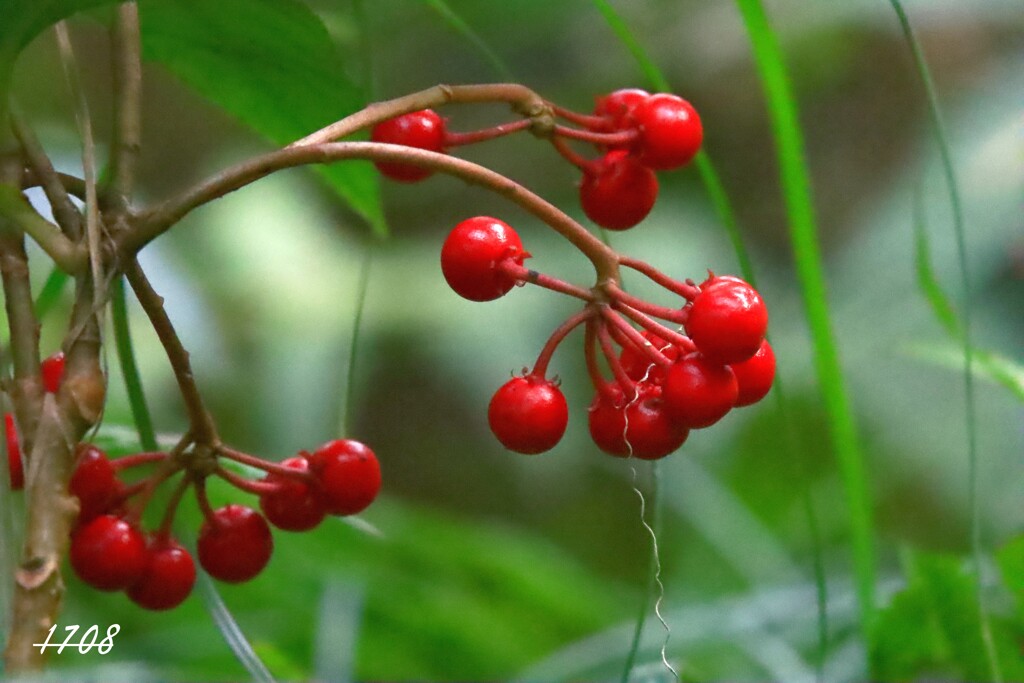 ２０２５忘れ物（万両）