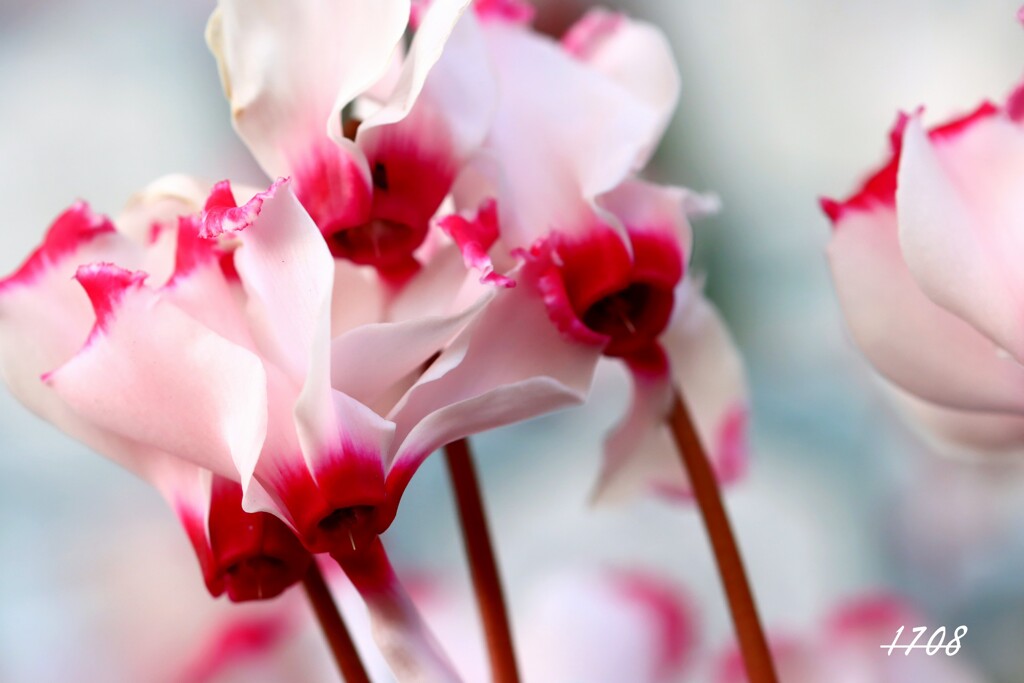 シクラメン・下向き開花