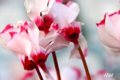 シクラメン・下向き開花