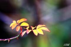 冬の紅葉