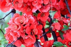 ボケの花