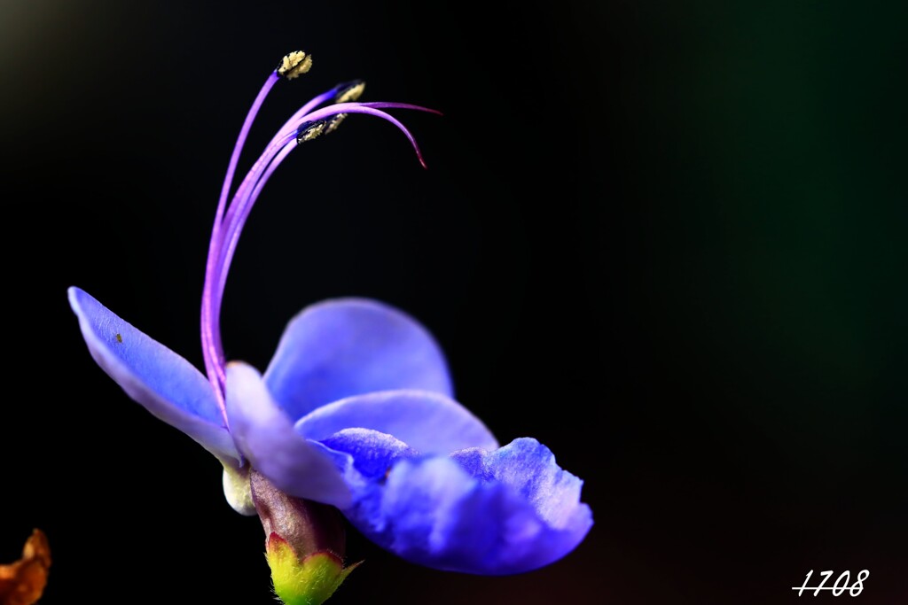 クレロデンドルム　ブルーウィング