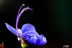 クレロデンドルム　ブルーウィング