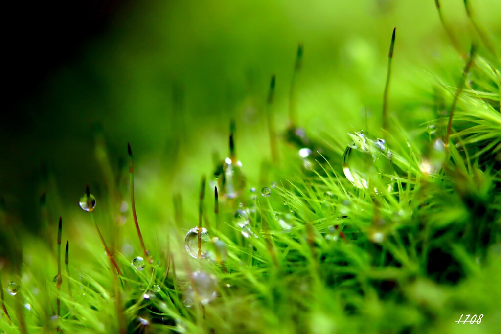 苔の世界 ２０２６－１８（雫）