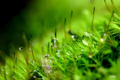 苔の世界 ２０２６－１８（雫）