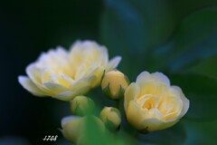 モッコウバラ