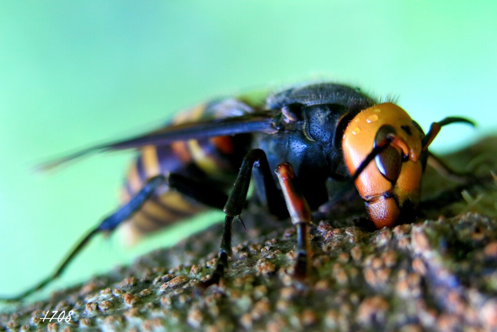 女王様奮闘中！ 1/2