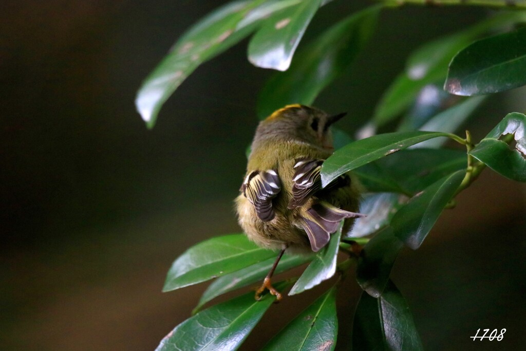 キクイタダキ 2/4