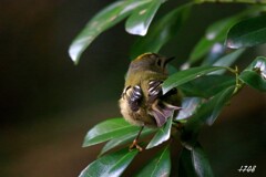 キクイタダキ 2/4