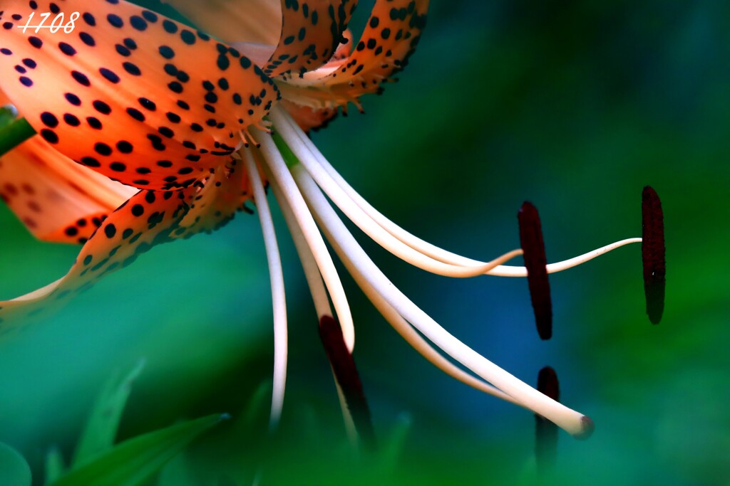 鬼百合