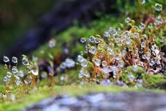 苔の世界２５－１６（水滴）