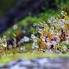 苔の世界２５－１６（水滴）