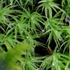 苔の世界 ２５－２（タマゴケ）
