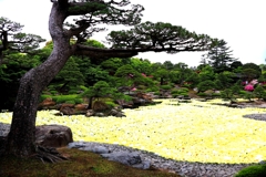 参考・池泉牡丹 2/2